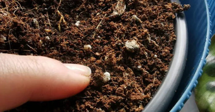 Fungus-gnats-in-the-potting-soil-Home-remedies-for-healthy.jpg