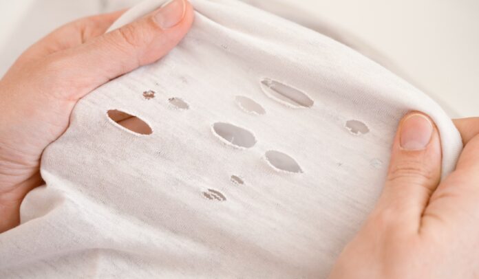 Moth-damage-The-real-reason-for-small-holes-in-clothing.jpg