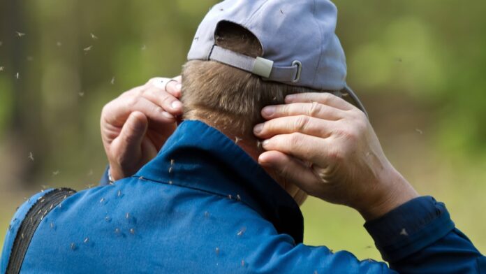 NABU-expert-warns-A-mosquito-plague-threatens-this-year.jpg