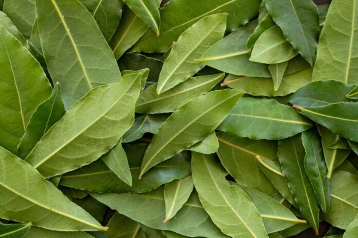 Drying-bay-leaves-how-to-preserve-the-full-aroma.jpg