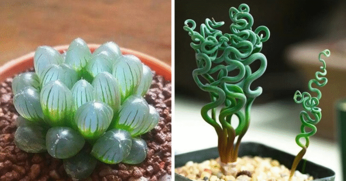 Easy-care-houseplants-Green-despite-little-effort.png