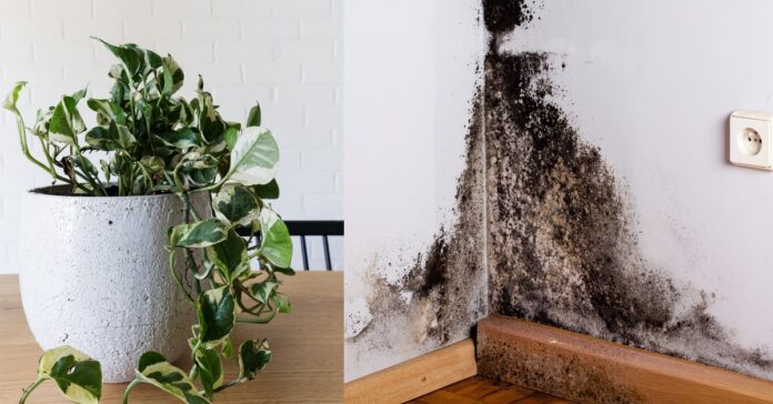 Fighting-mold-these-plants-will-help-you.jpg