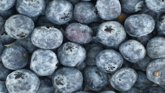 Freeze-blueberries-How-to-do-it-step-by-step.jpg