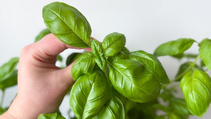 Herb-garden-How-to-ruin-basil-by-making-a-harvesting.jpg