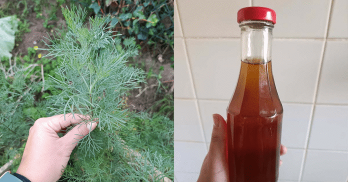Herb-garden-This-medicinal-plant-tastes-like-a-popular-soft.png