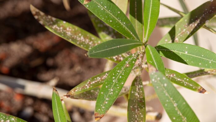 Houseplants-How-easy-it-is-to-control-scale-insects-with.jpg