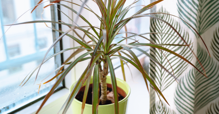 Houseplants-These-7-care-mistakes-will-ruin-your-dragon-tree.png