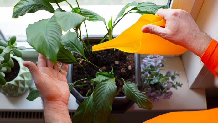 Houseplants-These-watering-mistakes-cause-yellow-leaves.jpg