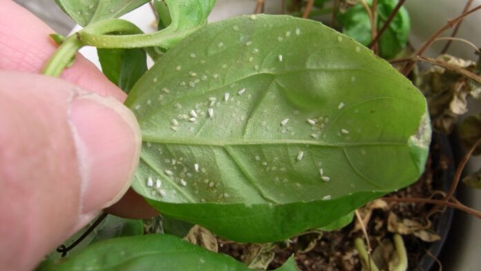 Pests-These-tricks-will-combat-small-whiteflies-on-your-plants.jpg