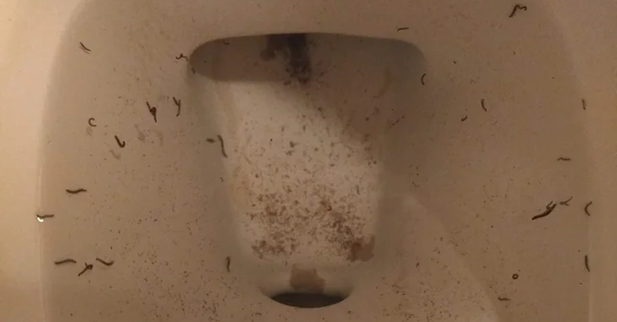 Cleaning-Black-worms-in-the-toilet-Exterminator-reveals-the-ultimate.png