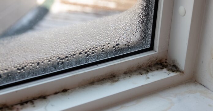 Danger-of-mold-Why-you-should-ventilate-despite-constant-rain.jpg