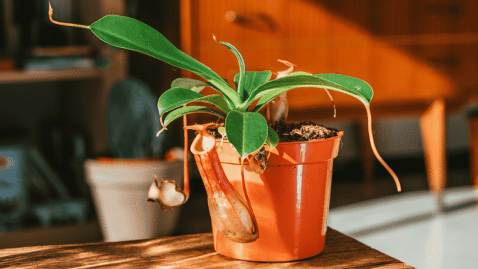 Houseplants-Carnivorous-plant-now-conquers-our-toilets.png
