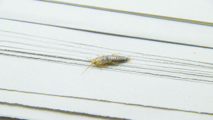 Pests-2-home-remedies-for-silverfish-in-the-bathroom-that.png