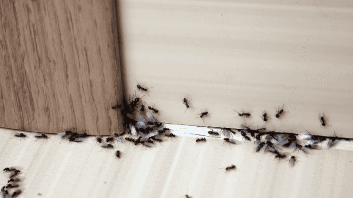 Pests-stop-the-ant-invasion-with-just-one-stroke.png