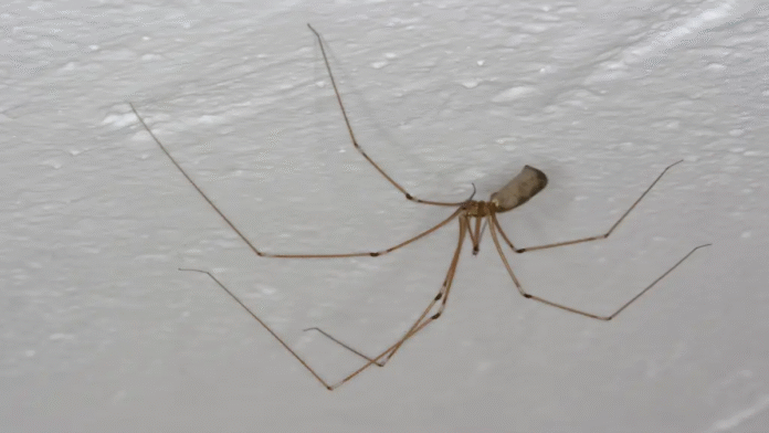 Vermin-Why-you-need-to-have-the-tarantula-in-your.png