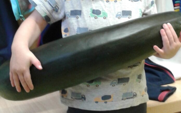 Garden-These-mistakes-can-make-home-grown-zucchinis-dangerous.jpg