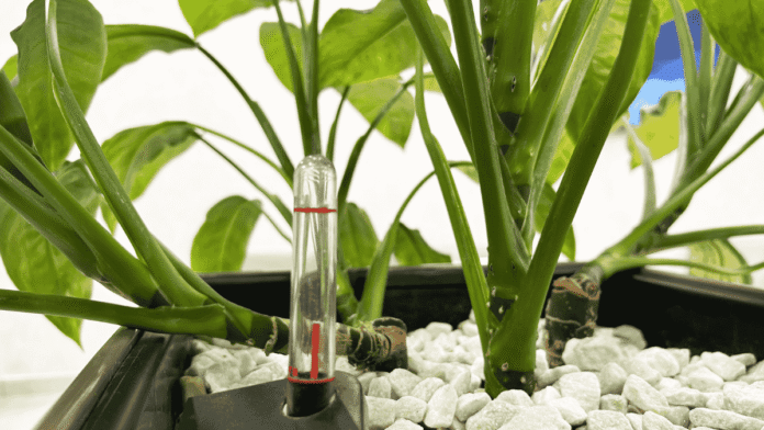 Houseplants-Every-plant-fan-should-use-this-underestimated-helper.png