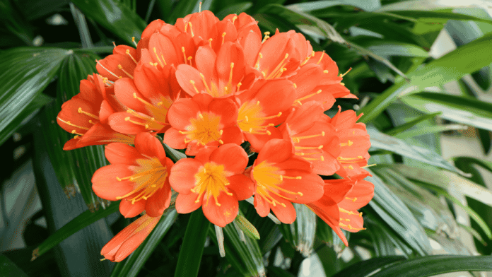Houseplants-How-to-finally-get-your-clivia-to-bloom.png