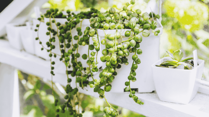 Houseplants-Pea-plant-inspires-with-its-unique-look-and.png