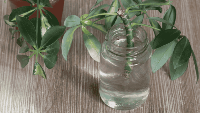 Houseplants-how-easy-it-is-to-propagate-your-Schefflera.png