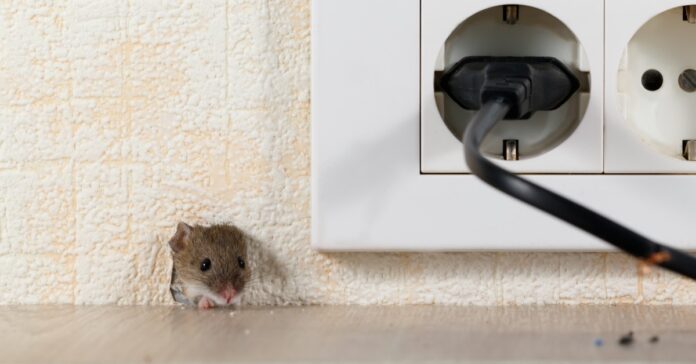 Vermin-How-to-get-rid-of-mice-with-aluminum-foil.jpg
